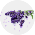 Icona_Lavanda1